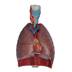 Sistema respiratorio humano - 7 piezas