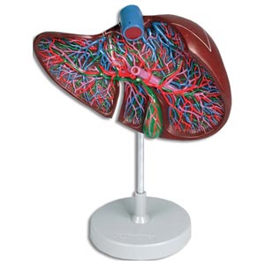 Hígado humano con vesícula biliar