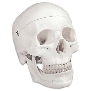 Cráneo humano, 3 partes