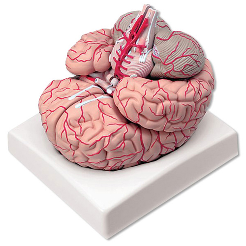 Cérebro com artérias - 9 partes