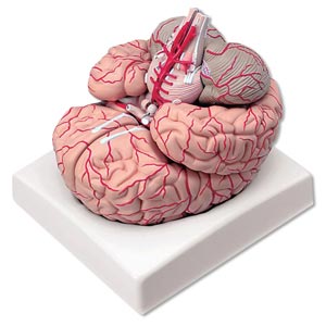 Cervello con arterie - 9 parti