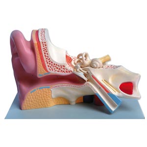 Modelo anatómico oreja - 5 partes