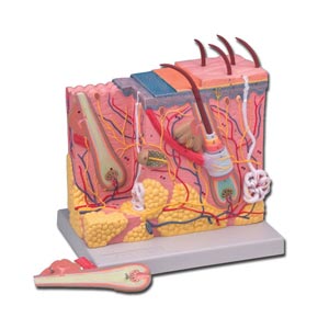 Modèle anatomique de la peau - 70x
