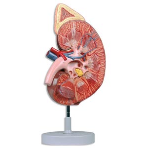 Modelo anatómico de riñón con glándula suprarrenal