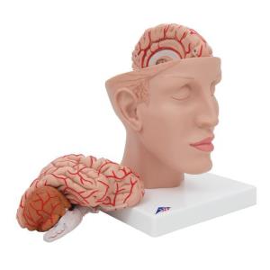 Cervello, con arterie, con testa, in 8 parti