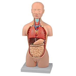 Mini torso - 16 parti