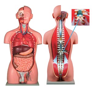 Volta Torso de abrir, 27 peças