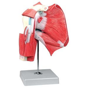 Arti superiori ed inferiori