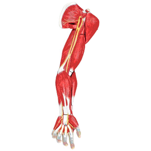 Muscular do braço - 7 peças