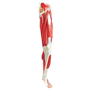 Modelo de musculatura de la pierna