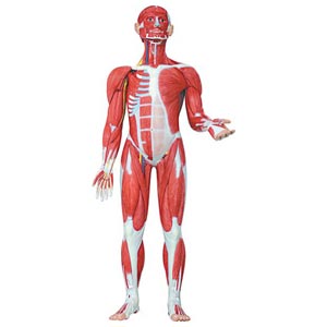 Figura anatomica intera