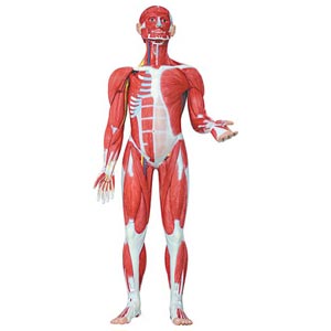 Modellino muscolatura corpo umano -30 parti