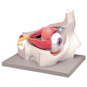 Modelo de ojo con órbita - 11 piezas