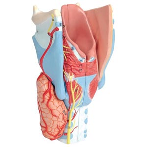 Organi del sistema respiratorio