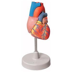 Modelo de corazón - 2 piezas