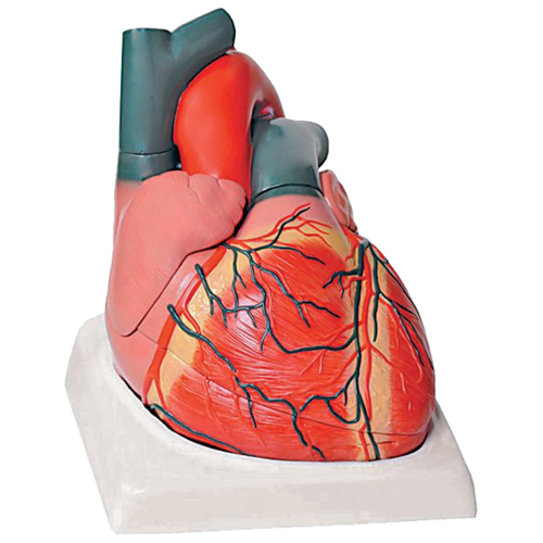 Coração humano - 4 peças
