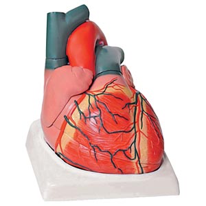 Coração humano - 4 peças