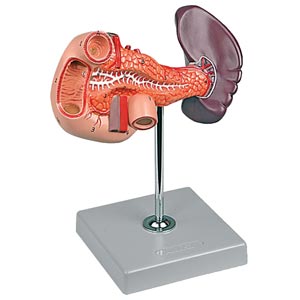 Modellino pancreas - 1x