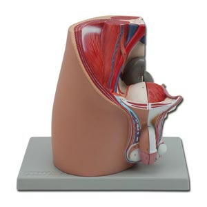 Modello sistema genitale maschile - 4 parti