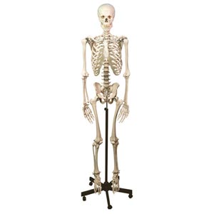 Modelo de esqueleto humano