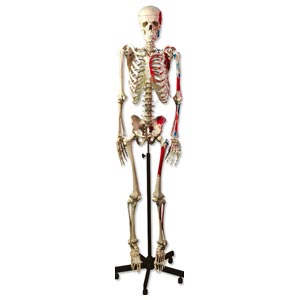 Modellino scheletro muscolare
