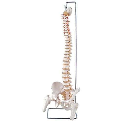 Coluna vertebral flexível com cabeças de fêmur