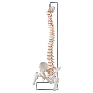 Modelo de columna vertebral con cabezas femorales - flexible
