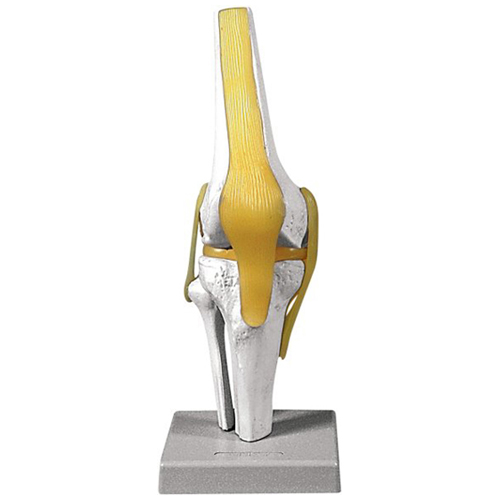 Modelo de articulação do joelho