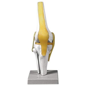 Modelo de articulação do joelho
