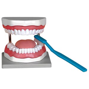 Modelo de higiene dental