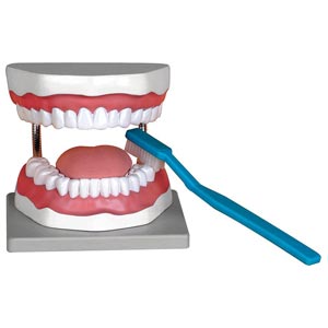 Modelo de higiene oral