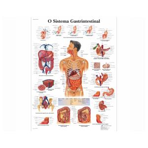 laminado 50 × 67 cm - Sistema Digestivo