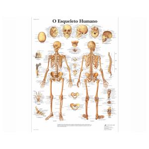 Póster laminado 50 × 67 cm - Esqueleto Humano
