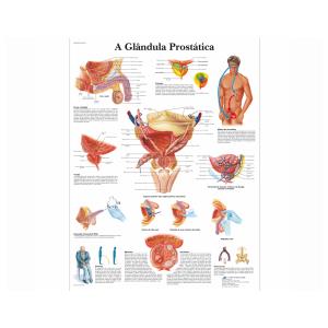 Póster laminado 50 × 67 cm - A Glândula Prostática