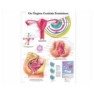 Póster laminado 50 × 67 cm -  Órgãos Genitais Femininos