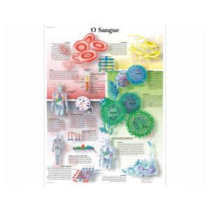 Póster laminado 50 × 67 cm -  O Sangue