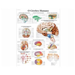 Póster laminado 50 × 67 cm - O Cérebro Humano