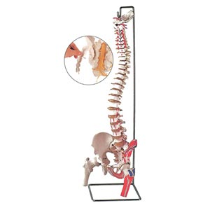 Modelo de columna vertebral con inserción de músculos y cabezas femorales