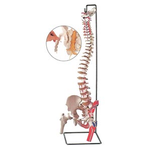 Modelo de columna vertebral con inserción de músculos y cabezas femorales