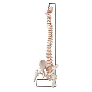 Columna vertebral flexible con fémur + hueso sacro