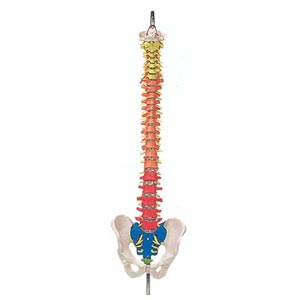 Colonna vertebrale colorata