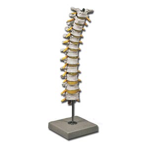 Colonna vertebrale toracica
