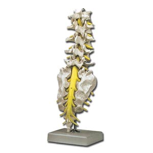 Colonna spinale lombare con ossa sacrali e coccige