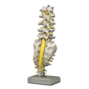 Columna lumbar con hueso sacro y coxis