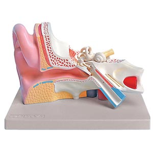 Orecchio, 3 parti - 3x