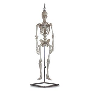 Miniesqueleto - 80 cm