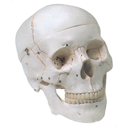 Crânio humano numerado