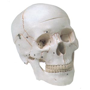 Cranio Umano Numerato