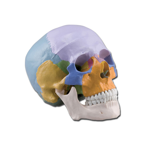 Cráneo humano, 3 partes, de colores