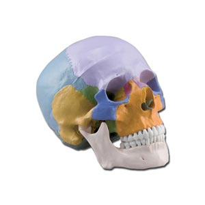 Cráneo humano, 3 partes, de colores